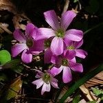 Oxalis violacea flower picture by Faircloth Tom (cc-by-sa)