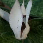 Cyclamen balearicum flower picture by Matesanz Ángel (cc-by-sa)