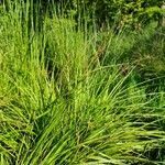 Carex elongata habit picture by Daniel Bourget (cc-by-sa)