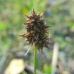 Carex bonariensis fruit picture by Trap Hers (cc-by-sa)