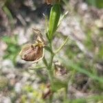 Cephalanthera damasonium flower picture by Савченко Никита (cc-by-sa)