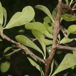 Sideroxylon obtusifolium habit picture by Nelson Zamora Villalobos (cc-by-nc)