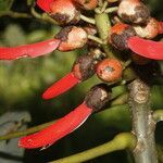 Erythrina globocalyx fruit picture by Nelson Zamora Villalobos (cc-by-nc)