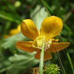 Ranunculus sardous flower picture by Emanuele Santarelli (cc-by-sa)