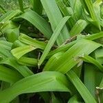 Hymenocallis littoralis leaf picture by Future Foundation (cc-by-sa)