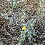 Helichrysum stoechas habit picture by Alain Bigou (cc-by-sa)