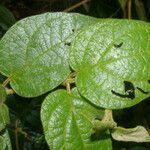 Mikania banisteriae leaf picture by Nelson Zamora Villalobos (cc-by-nc)