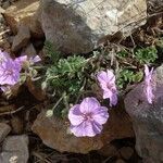 Erodium foetidum (l.) l'hér. habit picture by Alain Bigou (cc-by-sa)