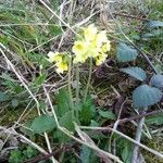 Primula elatior flower picture by Freya G (cc-by-sa)