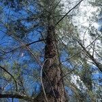 Casuarina cunninghamiana habit picture by Jean-Christophe Lombardo (cc-by-sa)