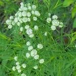 Pycnanthemum tenuifolium flower picture by Shirley Hutcherson (cc-by-sa)