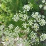 Chaerophyllum aureum flower picture by Béatrice Parent (cc-by-sa)