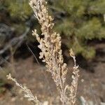 Artemisia tridentata flower picture by Tom Crites (cc-by-sa)