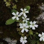 Saxifraga petraea flower picture by Gianpaolo Bragagnini (cc-by-sa)