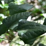 Erythrina lanceolata leaf picture by Nelson Zamora Villalobos (cc-by-nc)