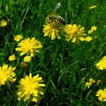 Crepis tectorum flower picture by Andrzej Konstantynowicz (cc-by-sa)