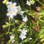 Myosotis stolonifera flower picture by Diego Alex (cc-by-sa)