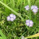 Phacelia purshii flower picture by taylor eel (cc-by-sa)