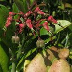 Euphorbia tithymaloides fruit picture by claire Felloni (cc-by-sa)