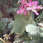 Bauhinia purpurea flower picture by Arvind Kulkarni (cc-by-sa)