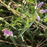 Vicia tetrasperma flower picture by Alain Lagrave (cc-by-sa)