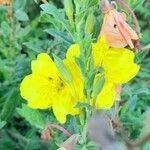 Oenothera indecora flower picture by Trap Hers (cc-by-sa)