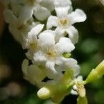 Citharexylum spinosum flower picture by Steve FAAEVA (cc-by-sa)