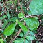 Randia aculeata leaf picture by bridget marquez (cc-by-sa)