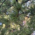 Pinus flexilis leaf picture by Jacob Carbee (cc-by-sa)