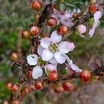 Leptospermum squarrosum flower picture by Boris Therock (cc-by-sa)