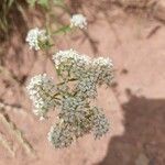 Lepidium montanum flower picture by David Koser (cc-by-sa)