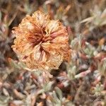 Eriogonum sphaerocephalum flower picture by Ethan Greer (cc-by-sa)