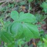 Rosa sempervirens leaf picture by teixidor marina (cc-by-sa)