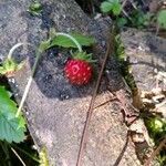 Fragaria vesca fruit picture by Dráb Marek (cc-by-sa)