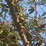 Ficus sansibarica fruit picture by Giusy Pizzo (cc-by-sa)