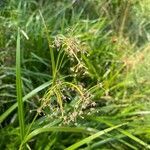 Scirpus sylvaticus flower picture by Gontarczyk Kacper (cc-by-sa)