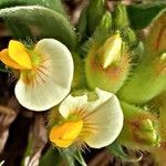 Tripodion tetraphyllum flower picture by Ricardo Lemaur (cc-by-sa)