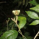 Galipea dasysperma fruit picture by Nelson Zamora Villalobos (cc-by-nc)