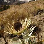 Eryngium proteiflorum flower picture by Fabien Anthelme (cc-by-sa)