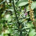 Linaria purpurea habit picture by Caw Vus (cc-by-sa)