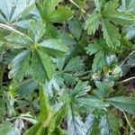 Potentilla aurea leaf picture by Konrath Carina (cc-by-sa)