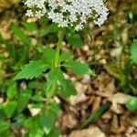 Valeriana tripteris flower picture by Lacko Lacko (cc-by-sa)