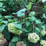 Hydrangea arborescens fruit picture by ellenelle ellenelle (cc-by-sa)