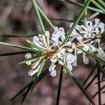 Hakea sericea flower picture by Mike Donnici (cc-by-sa)