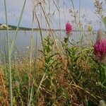 Trifolium purpureum habit picture by Владимир Терзиев (cc-by-sa)