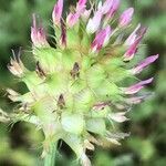 Trifolium spumosum flower picture by Diego Alex (cc-by-sa)