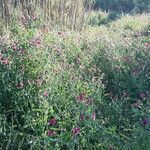 Lathyrus tingitanus habit picture by Monteiro Henrique (cc-by-sa)