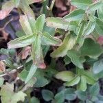 Epilobium anagallidifolium leaf picture by Denis Bastianelli (cc-by-sa)