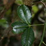 Toddalia asiatica leaf picture by E. Mouysset (cc-by-sa)