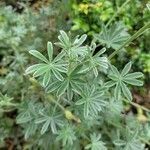 Lupinus albifrons leaf picture by Emily Schrader (cc-by-sa)